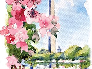 Wash Monument Cherry Blossoms